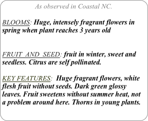 As observed in Coastal NC.

BLOOMS: Huge, intensely fragrant flowers in spring when plant reaches 3 years old


FRUIT  AND  SEED: fruit in winter, sweet and seedless. Citrus are self pollinated.

KEY FEATURES:  Huge fragrant flowers, white flesh fruit without seeds. Dark green glossy leaves. Fruit sweetens without summer heat, not a problem around here. Thorns in young plants.