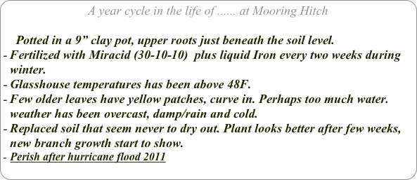A year cycle in the life of ...... at Mooring Hitch

    Potted in a 9” clay pot, upper roots just beneath the soil level.
Fertilized with Miracid (30-10-10)  plus liquid Iron every two weeks during winter.
Glasshouse temperatures has been above 48F. 
Few older leaves have yellow patches, curve in. Perhaps too much water. weather has been overcast, damp/rain and cold.
Replaced soil that seem never to dry out. Plant looks better after few weeks, new branch growth start to show.
Perish after hurricane flood 2011