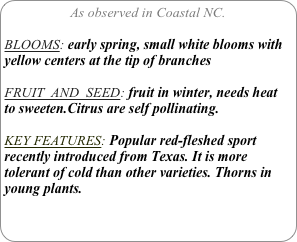As observed in Coastal NC.

BLOOMS: early spring, small white blooms with yellow centers at the tip of branches

FRUIT  AND  SEED: fruit in winter, needs heat to sweeten.Citrus are self pollinating.

KEY FEATURES: Popular red-fleshed sport recently introduced from Texas. It is more tolerant of cold than other varieties. Thorns in young plants.
