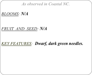 As observed in Coastal NC.

BLOOMS: N/A


FRUIT  AND  SEED: N/A


KEY FEATURES:  Dwarf, dark green needles.