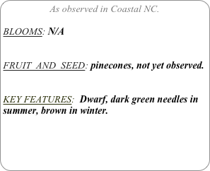 As observed in Coastal NC.

BLOOMS: N/A


FRUIT  AND  SEED: pinecones, not yet observed.


KEY FEATURES:  Dwarf, dark green needles in summer, brown in winter.