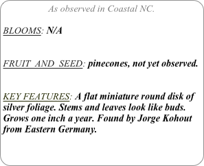 As observed in Coastal NC.

BLOOMS: N/A


FRUIT  AND  SEED: pinecones, not yet observed.


KEY FEATURES: A flat miniature round disk of silver foliage. Stems and leaves look like buds. Grows one inch a year. Found by Jorge Kohout from Eastern Germany. 