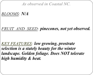 As observed in Coastal NC.

BLOOMS: N/A


FRUIT  AND  SEED: pinecones, not yet observed.


KEY FEATURES: low growing, prostrate selection is a stately beauty for the winter landscape. Golden foliage. Does NOT tolerate high humidity & heat.