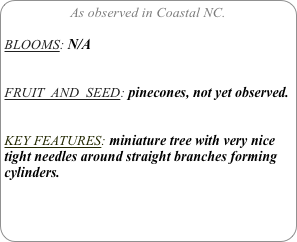 As observed in Coastal NC.

BLOOMS: N/A


FRUIT  AND  SEED: pinecones, not yet observed.


KEY FEATURES: miniature tree with very nice tight needles around straight branches forming cylinders.