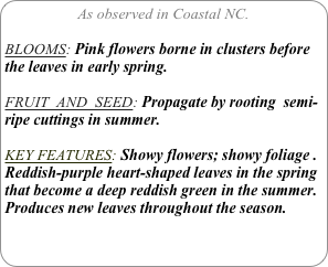 As observed in Coastal NC.

BLOOMS: Pink flowers borne in clusters before the leaves in early spring.

FRUIT  AND  SEED: Propagate by rooting  semi-ripe cuttings in summer.

KEY FEATURES: Showy flowers; showy foliage . Reddish-purple heart-shaped leaves in the spring that become a deep reddish green in the summer. Produces new leaves throughout the season.