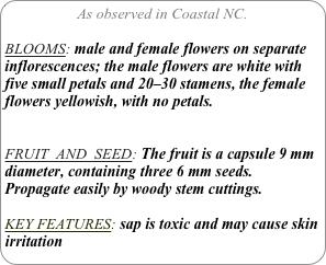 As observed in Coastal NC.

BLOOMS: male and female flowers on separate inflorescences; the male flowers are white with five small petals and 20–30 stamens, the female flowers yellowish, with no petals.


FRUIT  AND  SEED: The fruit is a capsule 9 mm diameter, containing three 6 mm seeds. Propagate easily by woody stem cuttings.

KEY FEATURES: sap is toxic and may cause skin irritation