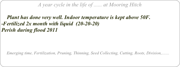 A year cycle in the life of ...... at Mooring Hitch

    Plant has done very well. Indoor temperature is kept above 50F.
-Fertilized 2x month with liquid  (20-20-20)
Perish during flood 2011



     Emerging time, Fertilization, Pruning, Thinning, Seed Collecting, Cutting, Roots, Division,.......