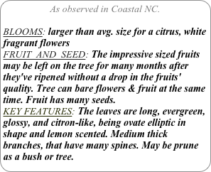 As observed in Coastal NC.

BLOOMS: larger than avg. size for a citrus, white fragrant flowers
FRUIT  AND  SEED: The impressive sized fruits may be left on the tree for many months after they've ripened without a drop in the fruits' quality. Tree can bare flowers & fruit at the same time. Fruit has many seeds.
KEY FEATURES: The leaves are long, evergreen, glossy, and citron-like, being ovate elliptic in shape and lemon scented. Medium thick branches, that have many spines. May be prune as a bush or tree.