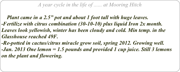 A year cycle in the life of ...... at Mooring Hitch

    Plant came in a 2.5” pot and about 1 foot tall with huge leaves.
-Fertilize with citrus combination (30-10-10) plus liquid Iron 2x month.
Leaves look yellowish, winter has been cloudy and cold. Min temp. in the Glasshouse reached 49F.
-Re-potted in cactus/citrus miracle grow soil, spring 2012. Growing well.
-Jan. 2013 One lemon = 1.5 pounds and provided 1 cup juice. Still 3 lemons on the plant and flowering.
