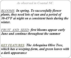 As observed in Coastal NC.

BLOOMS: In spring. To successfully flower plants, they need lots of sun and a period of 30-45°F at night on a consistent basis during the winter.

FRUIT  AND  SEED: first blooms appear early June and continue throughout the summer


KEY FEATURES: The Arbequina Olive Tree, which has a weeping-form, and green leaves with a dark appearance