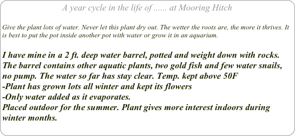 A year cycle in the life of ...... at Mooring Hitch

Give the plant lots of water. Never let this plant dry out. The wetter the roots are, the more it thrives. It is best to put the pot inside another pot with water or grow it in an aquarium. 

I have mine in a 2 ft. deep water barrel, potted and weight down with rocks. 
The barrel contains other aquatic plants, two gold fish and few water snails, no pump. The water so far has stay clear. Temp. kept above 50F 
-Plant has grown lots all winter and kept its flowers
-Only water added as it evaporates.
Placed outdoor for the summer. Plant gives more interest indoors during winter months.