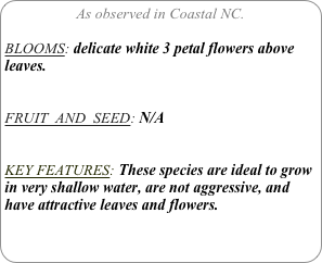 As observed in Coastal NC.

BLOOMS: delicate white 3 petal flowers above leaves.


FRUIT  AND  SEED: N/A


KEY FEATURES: These species are ideal to grow in very shallow water, are not aggressive, and have attractive leaves and flowers.
