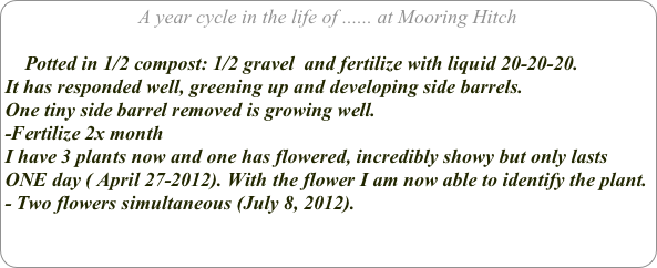 A year cycle in the life of ...... at Mooring Hitch

    Potted in 1/2 compost: 1/2 gravel  and fertilize with liquid 20-20-20.
It has responded well, greening up and developing side barrels. 
One tiny side barrel removed is growing well.
-Fertilize 2x month
I have 3 plants now and one has flowered, incredibly showy but only lasts ONE day ( April 27-2012). With the flower I am now able to identify the plant.
- Two flowers simultaneous (July 8, 2012).     