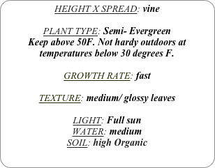 HEIGHT X SPREAD: vine

PLANT TYPE: Semi- Evergreen
Keep above 50F. Not hardy outdoors at temperatures below 30 degrees F.

GROWTH RATE: fast

TEXTURE: medium/ glossy leaves

LIGHT: Full sun
WATER: medium
SOIL: high Organic
