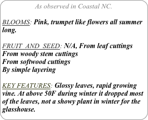 As observed in Coastal NC.

BLOOMS: Pink, trumpet like flowers all summer long.

FRUIT  AND  SEED: N/A, From leaf cuttings From woody stem cuttings From softwood cuttings By simple layering

KEY FEATURES: Glossy leaves, rapid growing vine. At above 50F during winter it dropped most of the leaves, not a showy plant in winter for the glasshouse.
