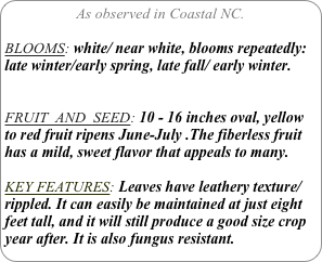 As observed in Coastal NC.

BLOOMS: white/ near white, blooms repeatedly: late winter/early spring, late fall/ early winter.


FRUIT  AND  SEED: 10 - 16 inches oval, yellow to red fruit ripens June-July .The fiberless fruit has a mild, sweet flavor that appeals to many.

KEY FEATURES: Leaves have leathery texture/rippled. It can easily be maintained at just eight feet tall, and it will still produce a good size crop year after. It is also fungus resistant. 