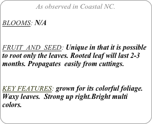 As observed in Coastal NC.

BLOOMS: N/A


FRUIT  AND  SEED: Unique in that it is possible to root only the leaves. Rooted leaf will last 2-3 months. Propagates  easily from cuttings.


KEY FEATURES: grown for its colorful foliage. Waxy leaves.  Strong up right.Bright multi colors.
