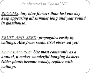 As observed in Coastal NC.

BLOOMS: tiny blue flowers than last one day keep appearing all summer long and year round in glasshouse.


FRUIT  AND  SEED: propagates easily by cuttings. Also from seeds. (Not observed yet)

KEY FEATURES: Use most commonly as a annual, it makes wonderful hanging baskets. Older plants become woody, replace with cuttings.
