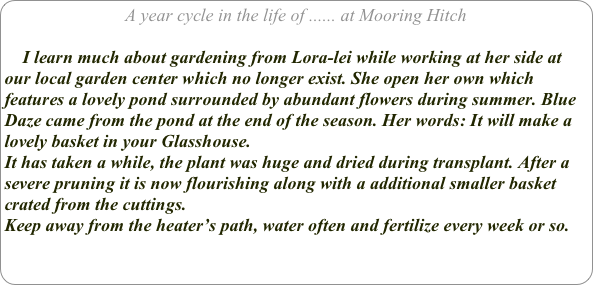 A year cycle in the life of ...... at Mooring Hitch

    I learn much about gardening from Lora-lei while working at her side at our local garden center which no longer exist. She open her own which features a lovely pond surrounded by abundant flowers during summer. Blue Daze came from the pond at the end of the season. Her words: It will make a lovely basket in your Glasshouse.
It has taken a while, the plant was huge and dried during transplant. After a severe pruning it is now flourishing along with a additional smaller basket crated from the cuttings.
Keep away from the heater’s path, water often and fertilize every week or so.

    