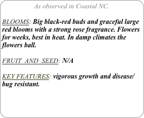 As observed in Coastal NC.

BLOOMS: Big black-red buds and graceful large red blooms with a strong rose fragrance. Flowers for weeks, best in heat. In damp climates the flowers ball.

FRUIT  AND  SEED: N/A

KEY FEATURES: vigorous growth and disease/bug resistant.