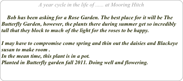 A year cycle in the life of ...... at Mooring Hitch

    Bob has been asking for a Rose Garden. The best place for it will be The Butterfly Garden, however, the plants there during summer get so incredibly tall that they block to much of the light for the roses to be happy. I may have to compromise come spring and thin out the daisies and Blackeye susan to make room .In the mean time, this plant is in a pot.
Planted in Butterfly garden fall 2011. Doing well and flowering.

