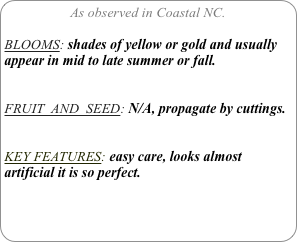 As observed in Coastal NC.

BLOOMS: shades of yellow or gold and usually appear in mid to late summer or fall.


FRUIT  AND  SEED: N/A, propagate by cuttings.


KEY FEATURES: easy care, looks almost artificial it is so perfect.
