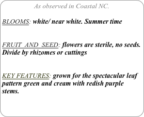 As observed in Coastal NC.

BLOOMS: white/ near white. Summer time


FRUIT  AND  SEED: flowers are sterile, no seeds. Divide by rhizomes or cuttings


KEY FEATURES: grown for the spectacular leaf pattern green and cream with redish purple stems.