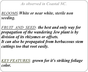 As observed in Coastal NC.

BLOOMS:White or near white, sterile non seeding.

FRUIT  AND  SEED: the best and only way for propagation of the wandering Jew plant is by division of its rhizomes or offsets.It can also be propagated from herbaceous stem cuttings too that root easily.

KEY FEATURES: grown for it’s striking foliage color.
