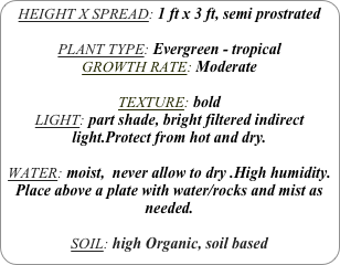 HEIGHT X SPREAD: 1 ft x 3 ft, semi prostrated

PLANT TYPE: Evergreen - tropical
GROWTH RATE: Moderate

TEXTURE: bold
LIGHT: part shade, bright filtered indirect light.Protect from hot and dry.

WATER: moist,  never allow to dry .High humidity. Place above a plate with water/rocks and mist as needed.

SOIL: high Organic, soil based