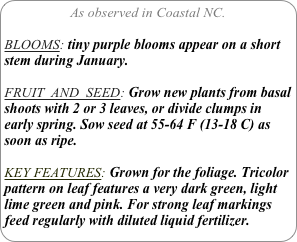 As observed in Coastal NC.

BLOOMS: tiny purple blooms appear on a short stem during January.

FRUIT  AND  SEED: Grow new plants from basal shoots with 2 or 3 leaves, or divide clumps in early spring. Sow seed at 55-64 F (13-18 C) as soon as ripe.

KEY FEATURES: Grown for the foliage. Tricolor pattern on leaf features a very dark green, light lime green and pink. For strong leaf markings feed regularly with diluted liquid fertilizer.