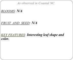 As observed in Coastal NC.

BLOOMS: N/A


FRUIT  AND  SEED: N/A


KEY FEATURES: Interesting leaf shape and color.