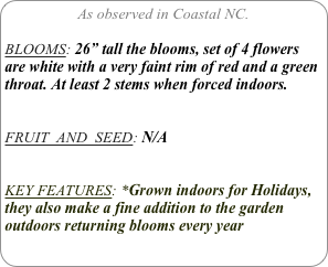 As observed in Coastal NC.

BLOOMS: 26” tall the blooms, set of 4 flowers are white with a very faint rim of red and a green throat. At least 2 stems when forced indoors.


FRUIT  AND  SEED: N/A


KEY FEATURES: *Grown indoors for Holidays, they also make a fine addition to the garden outdoors returning blooms every year 