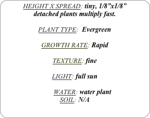 HEIGHT X SPREAD: tiny, 1/8”x1/8”
detached plants multiply fast.

PLANT TYPE:  Evergreen

GROWTH RATE: Rapid

TEXTURE: fine

LIGHT: full sun

         WATER: water plant
SOIL: N/A
