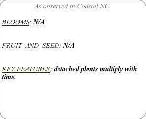 As observed in Coastal NC.

BLOOMS: N/A


FRUIT  AND  SEED: N/A


KEY FEATURES: detached plants multiply with time. 