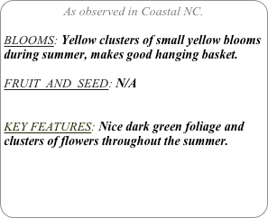 As observed in Coastal NC.

BLOOMS: Yellow clusters of small yellow blooms during summer, makes good hanging basket.

FRUIT  AND  SEED: N/A


KEY FEATURES: Nice dark green foliage and clusters of flowers throughout the summer.