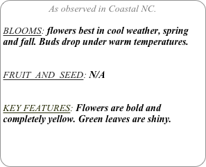 As observed in Coastal NC.

BLOOMS: flowers best in cool weather, spring and fall. Buds drop under warm temperatures.


FRUIT  AND  SEED: N/A


KEY FEATURES: Flowers are bold and completely yellow. Green leaves are shiny.