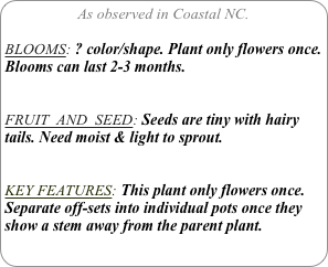 As observed in Coastal NC.

BLOOMS: ? color/shape. Plant only flowers once. Blooms can last 2-3 months.


FRUIT  AND  SEED: Seeds are tiny with hairy  tails. Need moist & light to sprout.


KEY FEATURES: This plant only flowers once.
Separate off-sets into individual pots once they show a stem away from the parent plant.