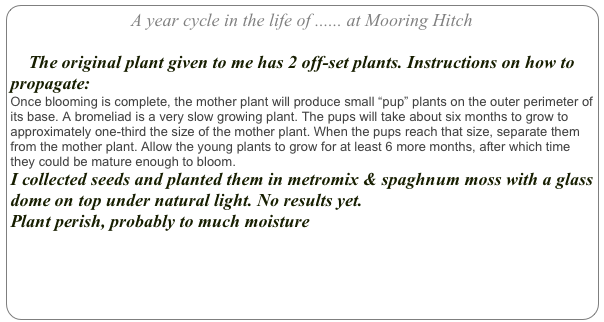 A year cycle in the life of ...... at Mooring Hitch

    The original plant given to me has 2 off-set plants. Instructions on how to propagate: 
Once blooming is complete, the mother plant will produce small “pup” plants on the outer perimeter of its base. A bromeliad is a very slow growing plant. The pups will take about six months to grow to approximately one-third the size of the mother plant. When the pups reach that size, separate them from the mother plant. Allow the young plants to grow for at least 6 more months, after which time they could be mature enough to bloom. Ref.
I collected seeds and planted them in metromix & spaghnum moss with a glass dome on top under natural light. No results yet.
Plant perish, probably to much moisture
