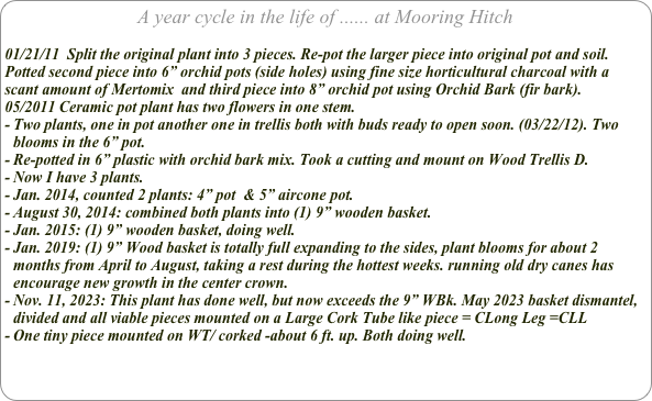 A year cycle in the life of ...... at Mooring Hitch

01/21/11  Split the original plant into 3 pieces. Re-pot the larger piece into original pot and soil.
Potted second piece into 6” orchid pots (side holes) using fine size horticultural charcoal with a scant amount of Mertomix  and third piece into 8” orchid pot using Orchid Bark (fir bark).
05/2011 Ceramic pot plant has two flowers in one stem.
Two plants, one in pot another one in trellis both with buds ready to open soon. (03/22/12). Two blooms in the 6” pot.
Re-potted in 6” plastic with orchid bark mix. Took a cutting and mount on Wood Trellis D. 
Now I have 3 plants.
Jan. 2014, counted 2 plants: 4” pot  & 5” aircone pot.
August 30, 2014: combined both plants into (1) 9” wooden basket.
Jan. 2015: (1) 9” wooden basket, doing well.
Jan. 2019: (1) 9” Wood basket is totally full expanding to the sides, plant blooms for about 2 months from April to August, taking a rest during the hottest weeks. running old dry canes has encourage new growth in the center crown.
Nov. 11, 2023: This plant has done well, but now exceeds the 9” WBk. May 2023 basket dismantel, divided and all viable pieces mounted on a Large Cork Tube like piece = CLong Leg =CLL 
One tiny piece mounted on WT/ corked -about 6 ft. up. Both doing well.
