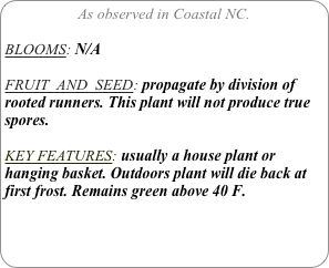As observed in Coastal NC.

BLOOMS: N/A

FRUIT  AND  SEED: propagate by division of rooted runners. This plant will not produce true spores.

KEY FEATURES: usually a house plant or hanging basket. Outdoors plant will die back at  first frost. Remains green above 40 F.