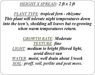 HEIGHT X SPREAD: 2 ft x 2 ft

PLANT TYPE: tropical fern - rhizome
This plant will tolerate night temperatures down into the teen’s, shedding all leaves but re-growing when warm temperatures return.

GROWTH RATE: Moderate
TEXTURE: fine
LIGHT: medium to bright filtered light,
 avoid direct sun
WATER: moist, well drain about 1/week
SOIL: proff. soil, perlite and peat moss.