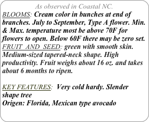 As observed in Coastal NC.
BLOOMS: Cream color in bunches at end of branches. July to September, Type A flower. Min. & Max. temperature most be above 70F for flowers to open. Below 60F there may be zero set.
FRUIT  AND  SEED: green with smooth skin. Medium-sized tapered-neck shape. High productivity. Fruit weighs about 16 oz. and takes about 6 months to ripen.

KEY FEATURES:  Very cold hardy. Slender shape tree
Origen: Florida, Mexican type avocado