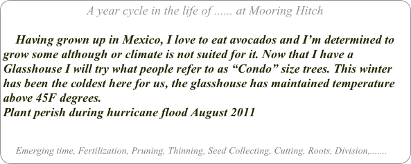 A year cycle in the life of ...... at Mooring Hitch

    Having grown up in Mexico, I love to eat avocados and I’m determined to grow some although or climate is not suited for it. Now that I have a Glasshouse I will try what people refer to as “Condo” size trees. This winter has been the coldest here for us, the glasshouse has maintained temperature above 45F degrees.
Plant perish during hurricane flood August 2011


     Emerging time, Fertilization, Pruning, Thinning, Seed Collecting, Cutting, Roots, Division,.......