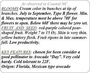 As observed in Coastal NC.
BLOOMS:Cream color in bunches at tip of branches. July to September, Type B flower. Min. & Max. temperature most be above 70F for flowers to open. Below 60F there may be zero set.
FRUIT  AND  SEED: red-purple colored pear-shaped fruit. Weight 7 to 15 Oz. Skin is very thin. yellow buttery flesh. Fruit ripens in late summer-fall. Low productivity.

KEY FEATURES: chosen for been consider a good pollinator to Avocado “Day”. Very cold hardy. Cold tolerant to 22F.
Origen: Florida, Mexican type avocado