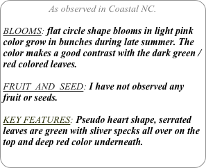 As observed in Coastal NC.

BLOOMS: flat circle shape blooms in light pink color grow in bunches during late summer. The color makes a good contrast with the dark green /red colored leaves.

FRUIT  AND  SEED: I have not observed any fruit or seeds.

KEY FEATURES: Pseudo heart shape, serrated leaves are green with sliver specks all over on the top and deep red color underneath.
