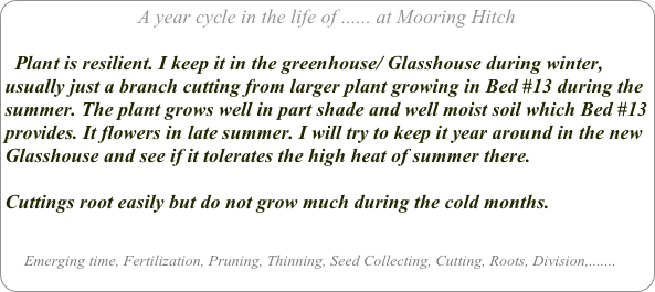 A year cycle in the life of ...... at Mooring Hitch

  Plant is resilient. I keep it in the greenhouse/ Glasshouse during winter, usually just a branch cutting from larger plant growing in Bed #13 during the summer. The plant grows well in part shade and well moist soil which Bed #13 provides. It flowers in late summer. I will try to keep it year around in the new Glasshouse and see if it tolerates the high heat of summer there.

Cuttings root easily but do not grow much during the cold months.


     Emerging time, Fertilization, Pruning, Thinning, Seed Collecting, Cutting, Roots, Division,.......