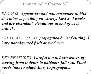 As observed in Coastal NC.

BLOOMS: Appear around mid november to Mid december depending on variety. Last 2- 3 weeks and are abundant. Pendulous at end of each branch.

FRUIT  AND  SEED: propagated by leaf cutting. I have not observed fruit or seed ever.


KEY FEATURES: Careful not to burn leaves by moving from indoors to outdoors full sun. Plant needs time to adapt. Easy to propagate.
