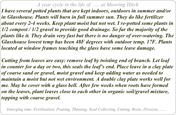 A year cycle in the life of ...... at Mooring Hitch
I have several potted plants that are kept indoors, outdoors in summer and/or in Glasshouse. Plants will burn in full summer sun. They do like fertilizer about every 2-4 weeks. Keep plant moist but not wet. I re-potted some plants in 1/2 compost / 1/2 gravel to provide good drainage. So far the majority of the plants like it. They drain very fast but there is no danger of over-watering. The Glasshouse lowest temp has been 48F degrees with outdoor temp. 17F. Plants located at window frames touching the glass have some leave damage.

Cutting from leaves are easy: remove leaf by twisting end of branch. Let leaf in counter for a day or two, this seals the leaf’s end. Place leave in a clay plate of coarse sand or gravel, moist gravel and keep adding water as needed to maintain a moist but not wet environment. A double clay plate works well for me. May be cover with a glass bell. After few weeks when roots have formed on the leaves, plant leaves close to each other in organic soil/gravel mixture, topping with coarse gravel.

     Emerging time, Fertilization, Pruning, Thinning, Seed Collecting, Cutting, Roots, Division,.......