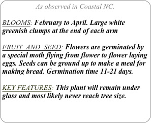 As observed in Coastal NC.

BLOOMS: February to April. Large white greenish clumps at the end of each arm

FRUIT  AND  SEED: Flowers are germinated by a special moth flying from flower to flower laying eggs. Seeds can be ground up to make a meal for making bread. Germination time 11-21 days.

KEY FEATURES: This plant will remain under glass and most likely never reach tree size.