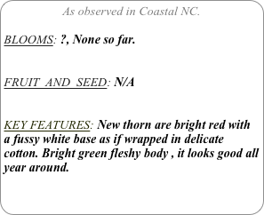 As observed in Coastal NC.

BLOOMS: ?, None so far.


FRUIT  AND  SEED: N/A


KEY FEATURES: New thorn are bright red with a fussy white base as if wrapped in delicate cotton. Bright green fleshy body , it looks good all year around.